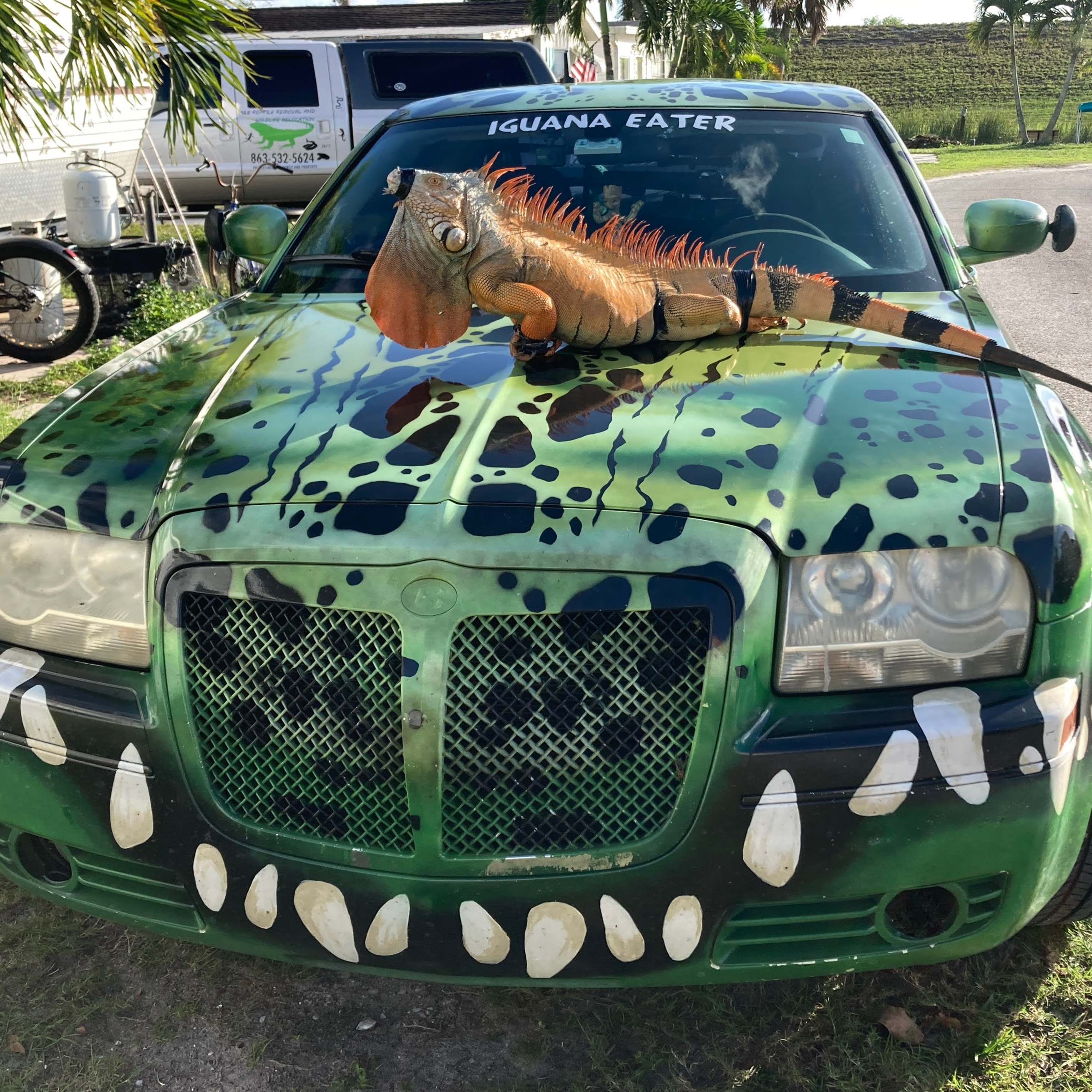 A&B Reptile Removal and Wildlife Relocation LLC logo