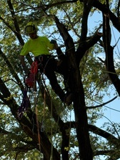 Avatar for The Tree Guy LLC