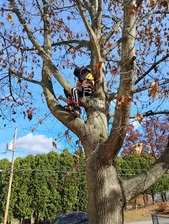 Avatar for E&A Lawncare