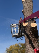 Avatar for Family Tree Care