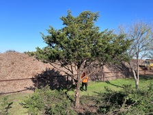 Avatar for Gonzalez Tree Services