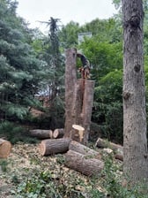 Avatar for Lopez Tree Services