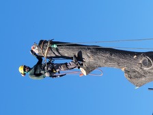 Logo for MORA TREE SERVICE L.C.