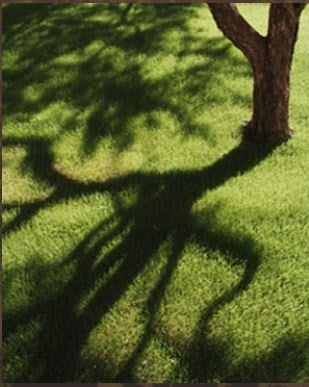 Avatar for Minnesota Tree Experts
