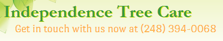 Avatar for Independence Tree Care