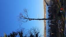 Avatar for SID Professional Tree Service LLC
