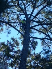 Avatar for S&S Quality Tree Service LLC