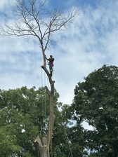 Avatar for Hurst Felling Company
