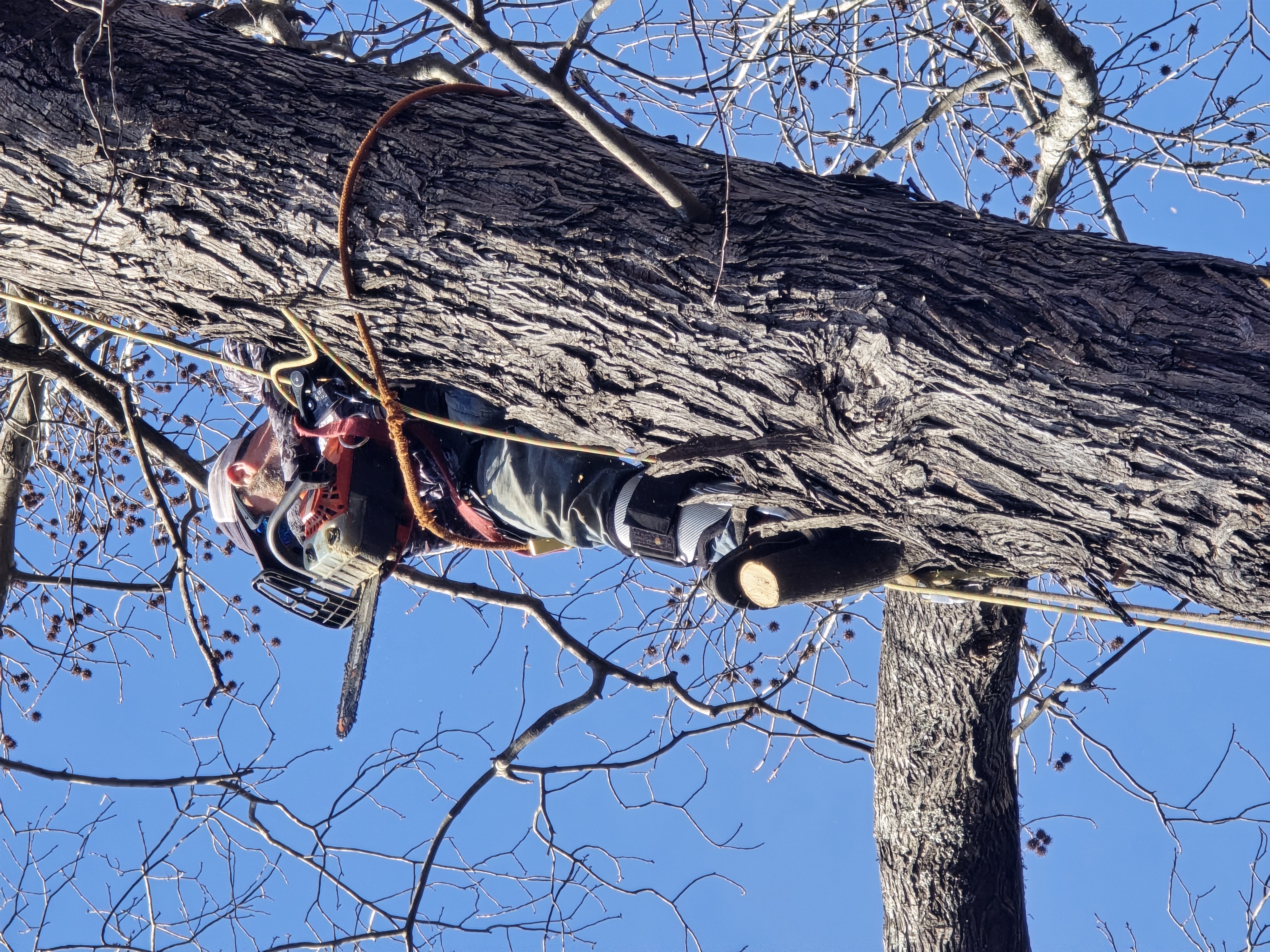 Year Round Tree & Lawn Care logo