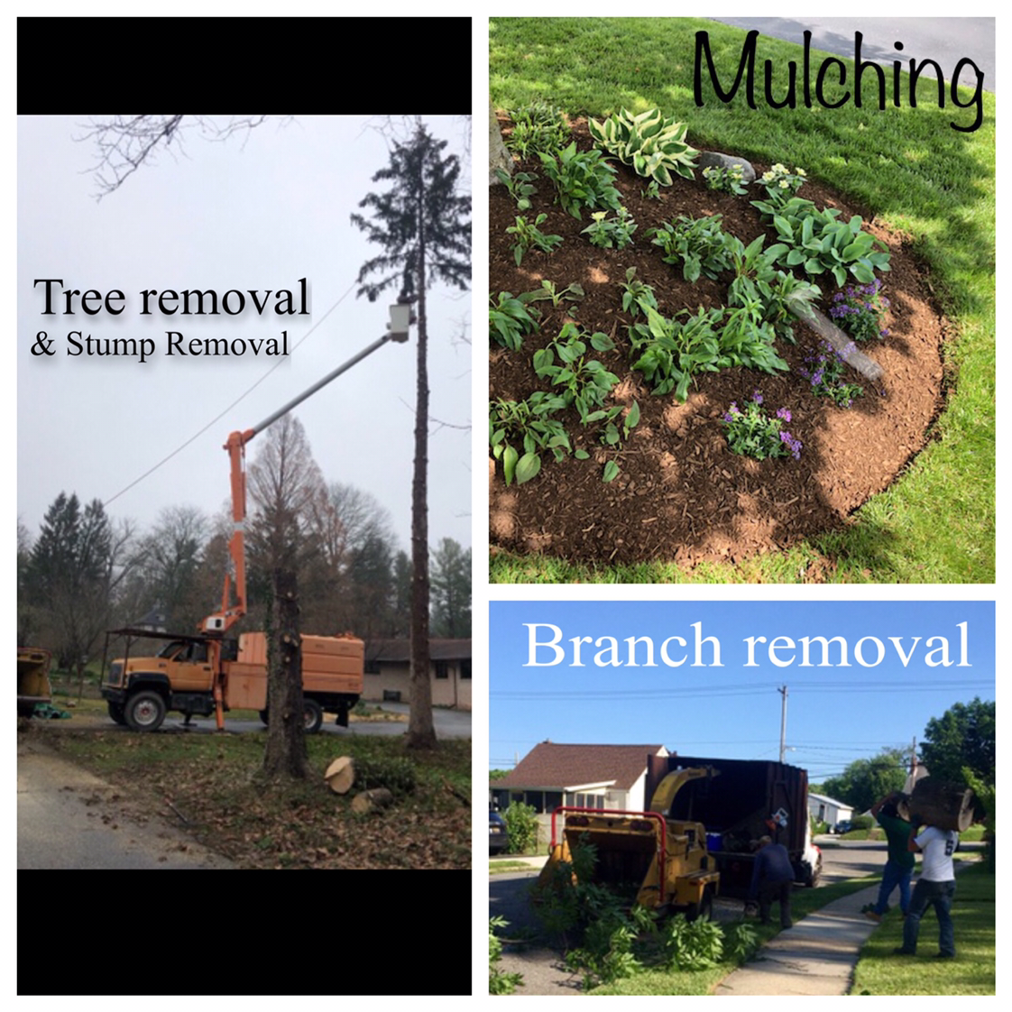 Avatar for Stump Removal Services