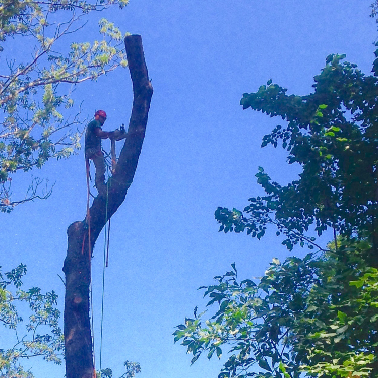 Arborscape Tree Care LLC logo