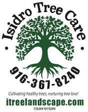 Ismael Isidro Tree Care logo