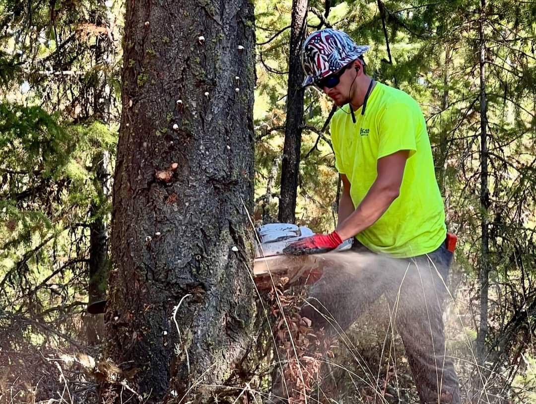 Logo for DK Forestry