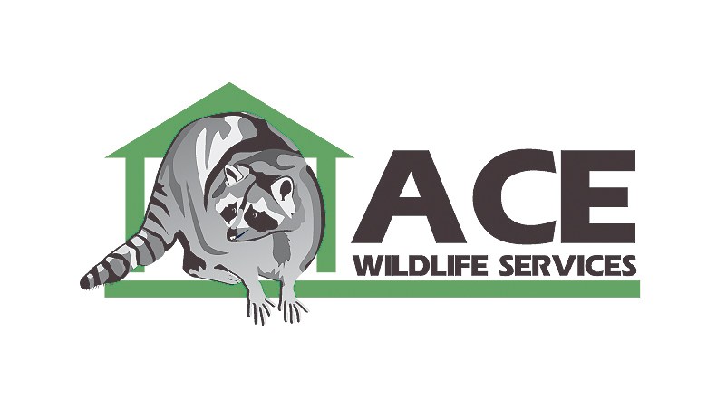 Avatar for Ace Wildlife Service