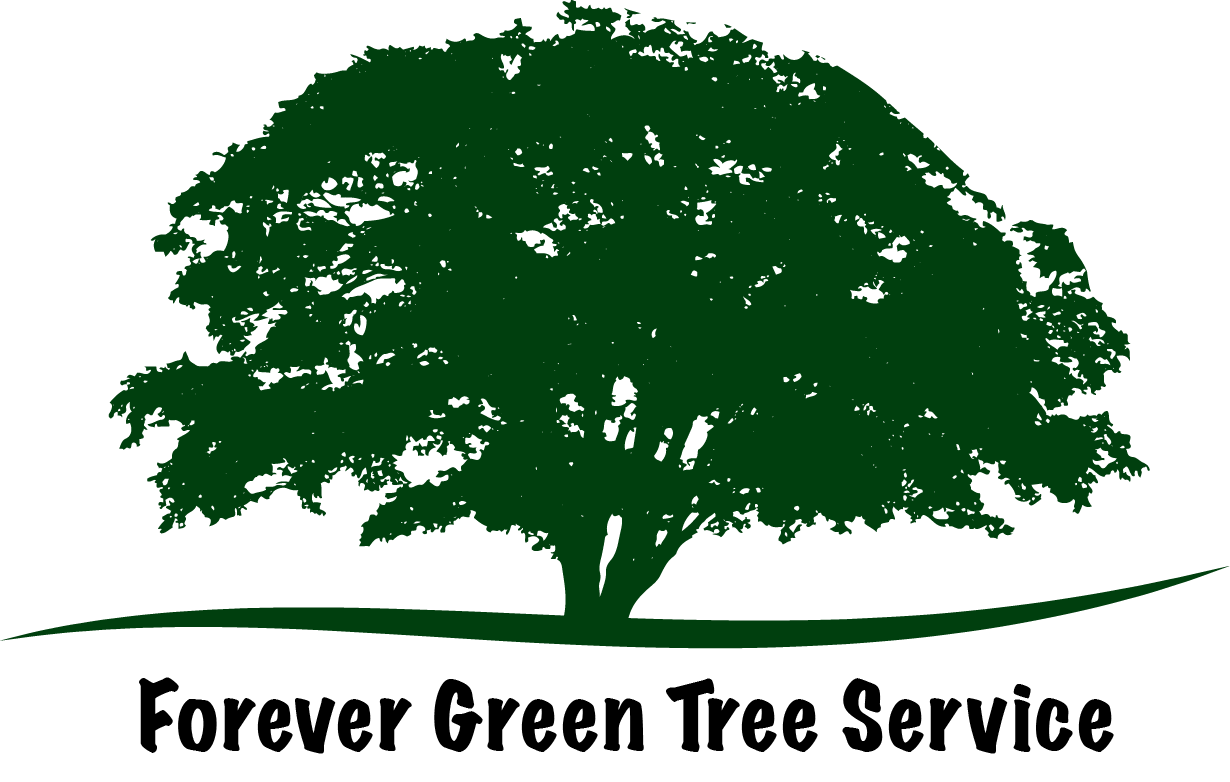 Avatar for Forever Green Tree Service