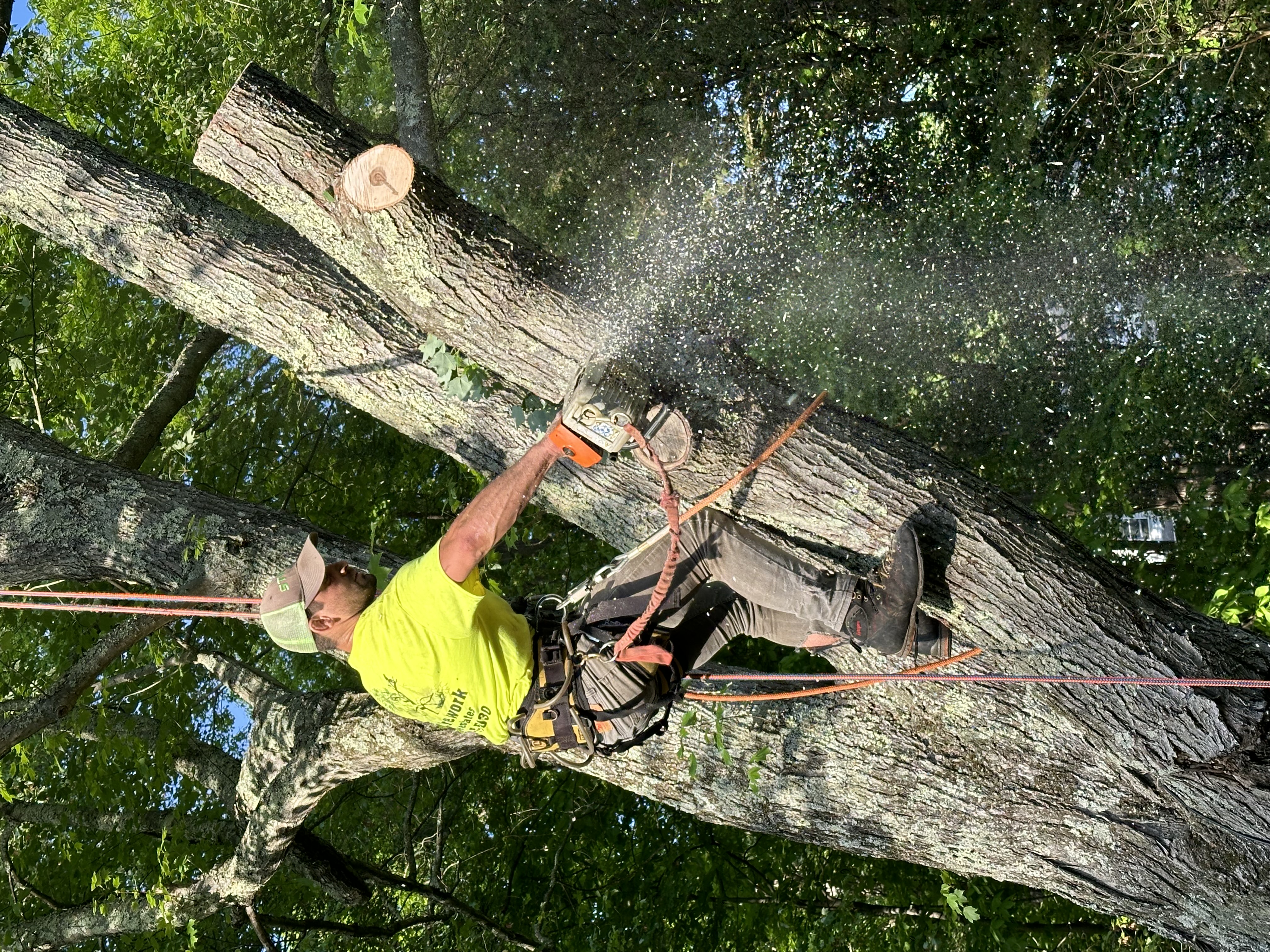 Avatar for The Tree Crew LLC