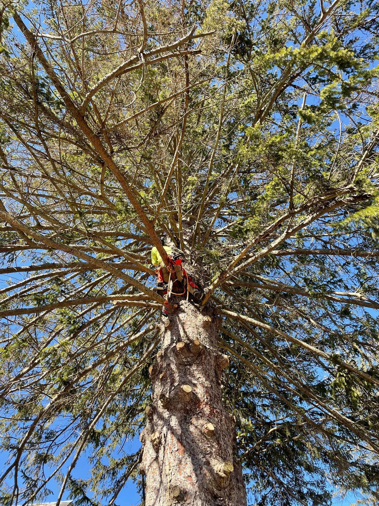 Avatar for PJ Tree Service