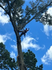 Avatar for Kirbys Tree Service, LLC