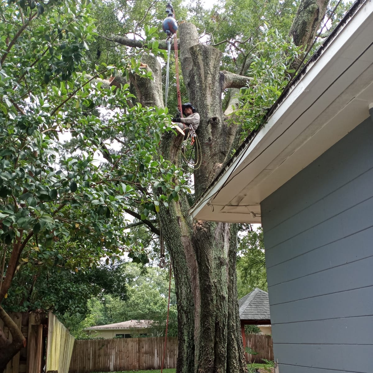 Logo for Oscar B Tree Service LLC.