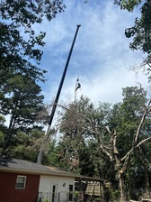 Avatar for JC's Tree Service