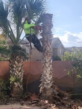 Avatar for Groot Tree Services