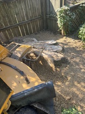 Avatar for All-In-One Tree Service