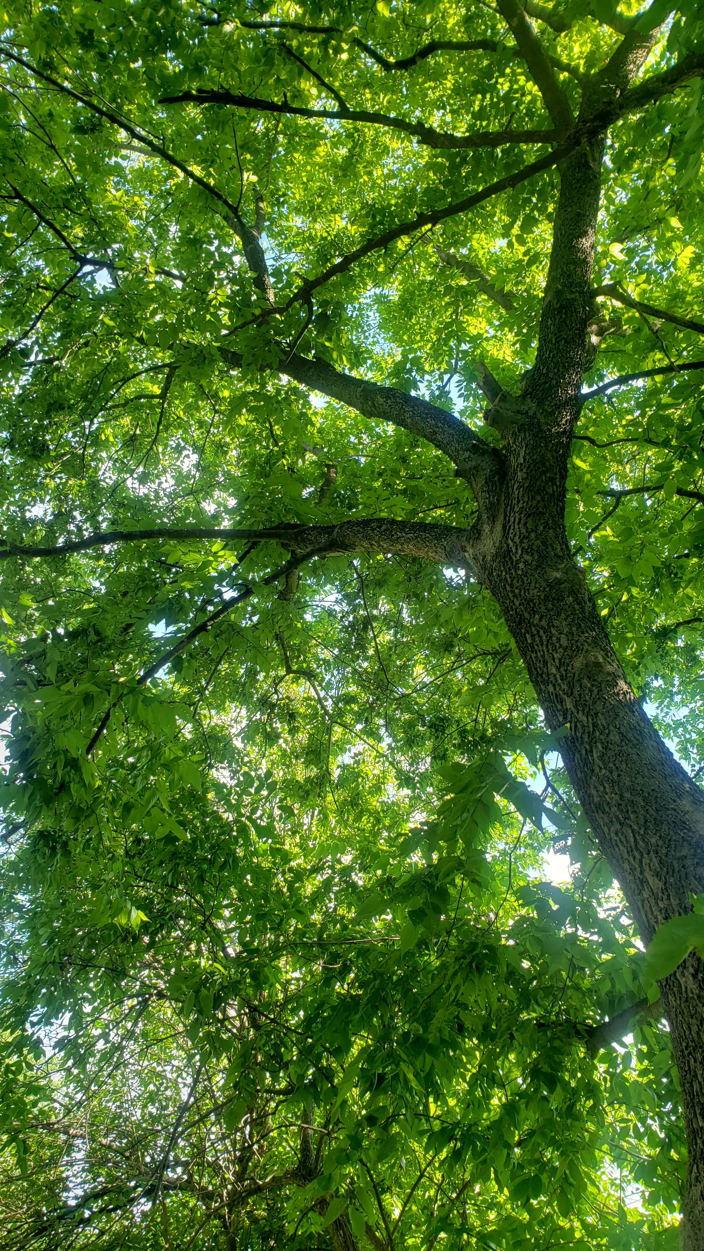 Avatar for Central Ky Tree & Landscape Service, LLC