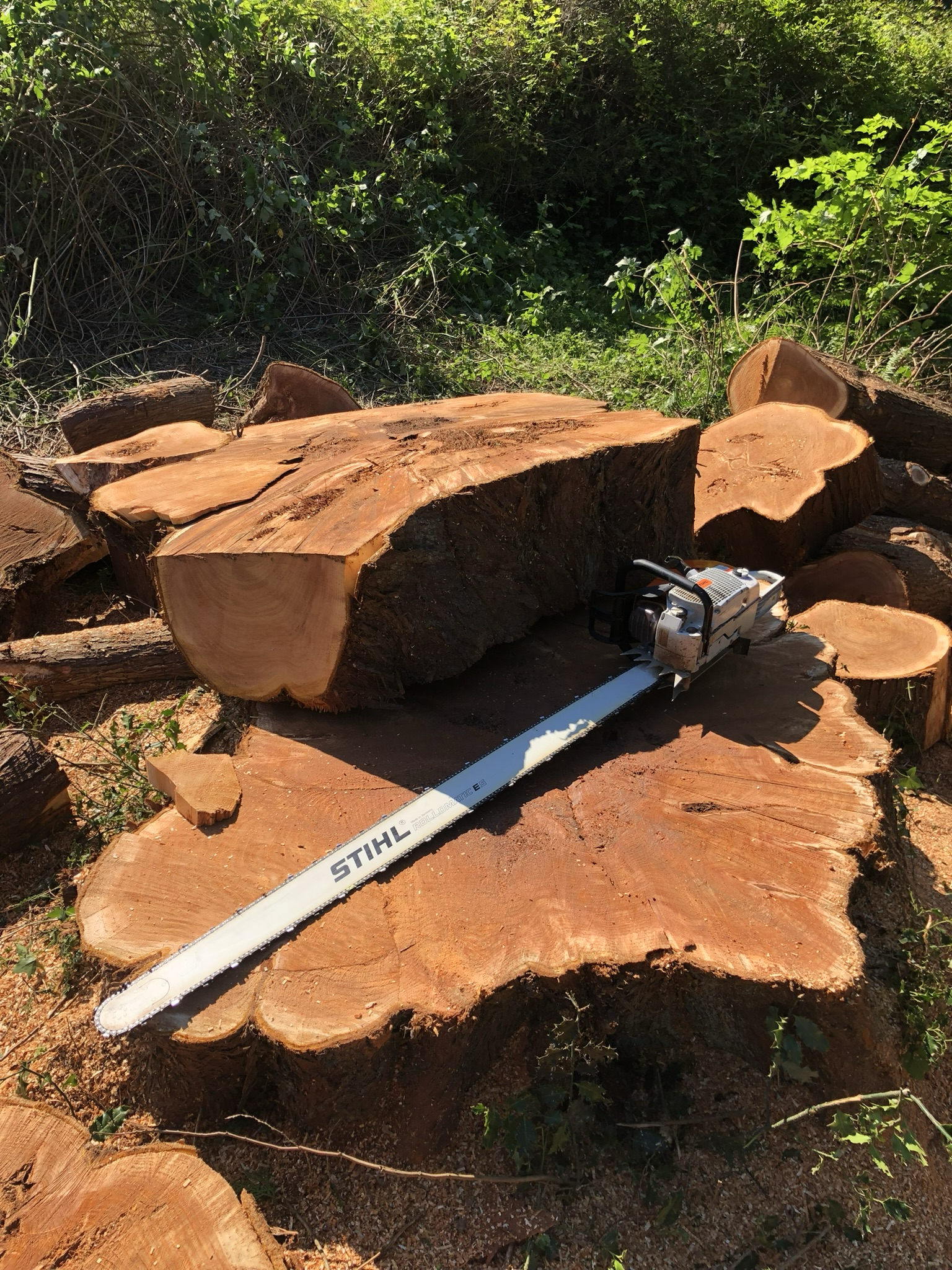 Avatar for Arbor Pro Tree Service