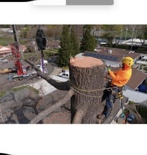 Avatar for LD Tree Care