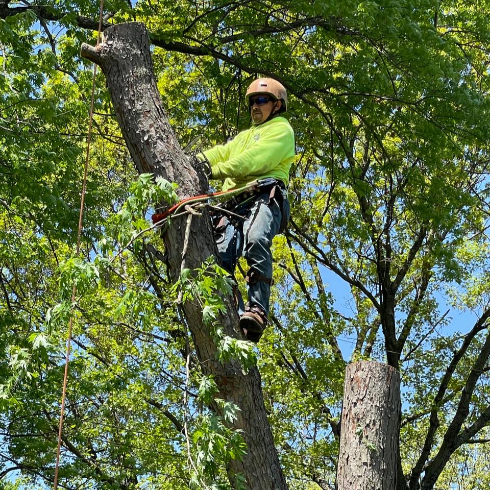 Avatar for JL Absolute Tree Service