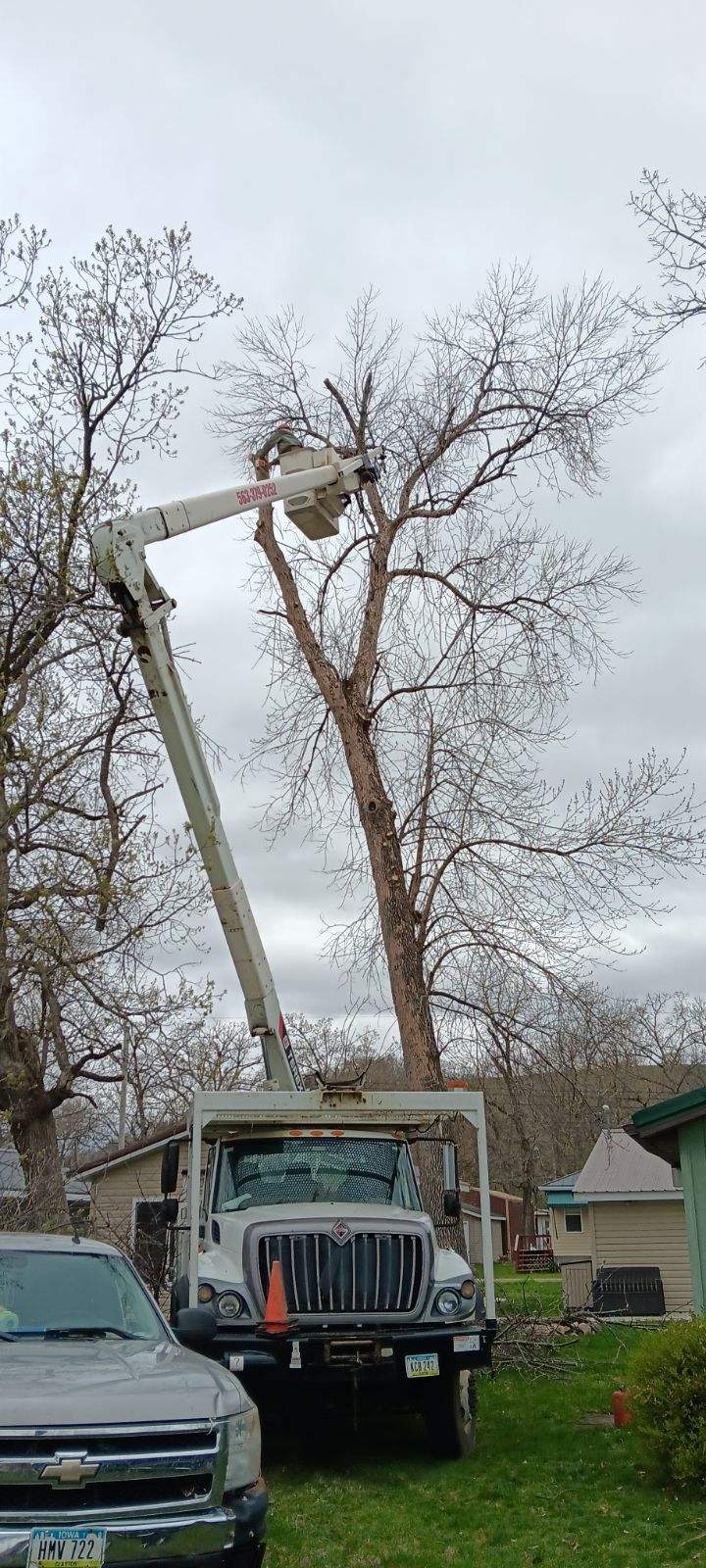 Avatar for LT Tree Service