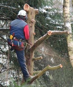 Avatar for Tony & Shelly's Tree Service LLC