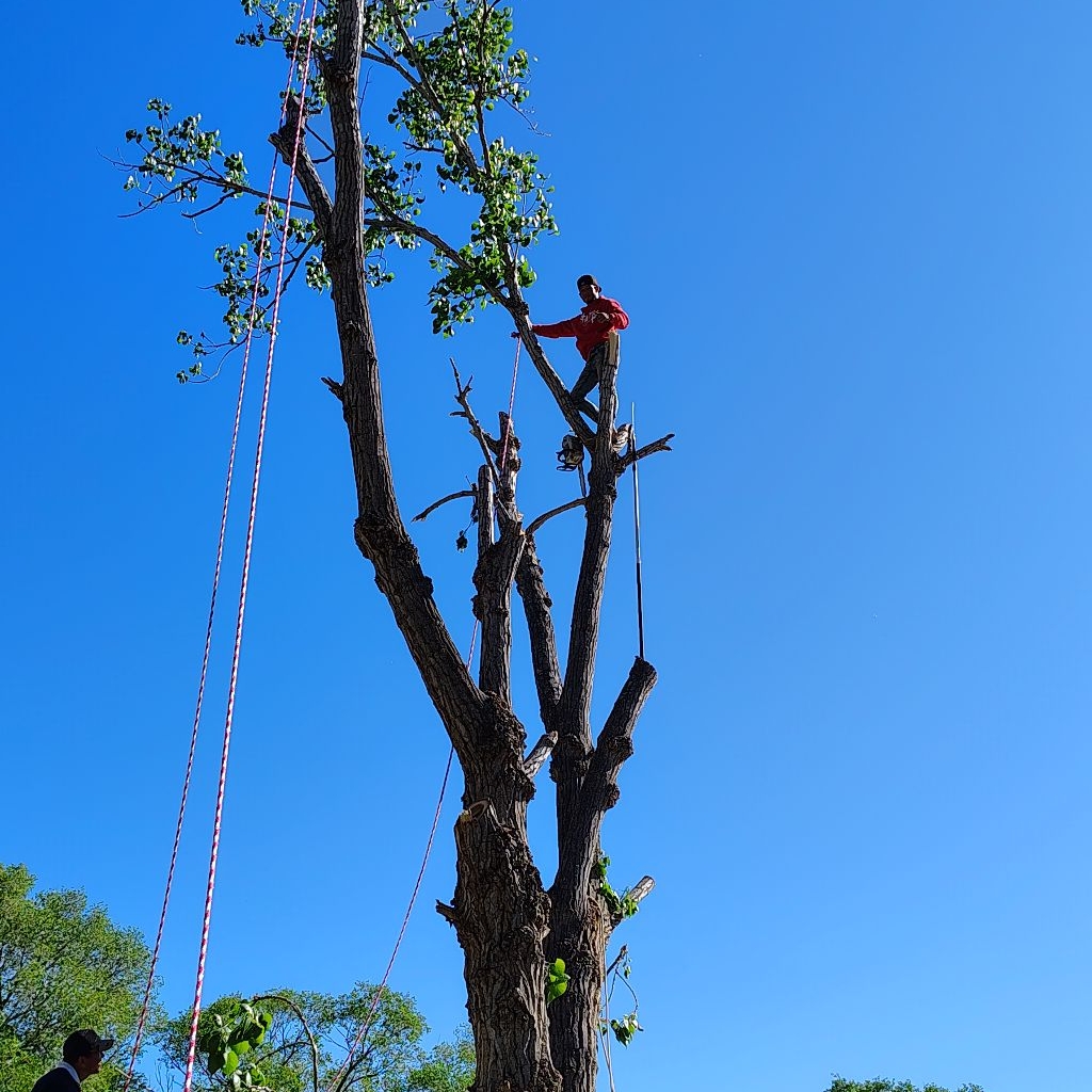 Daniel’s Tree Service Landscaping logo