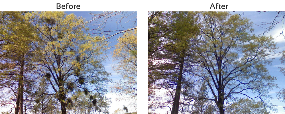 Avatar for Bruno Ferazza Tree Service LLC