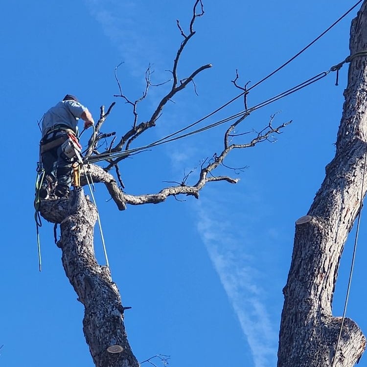 Avatar for Gusman Tree Service