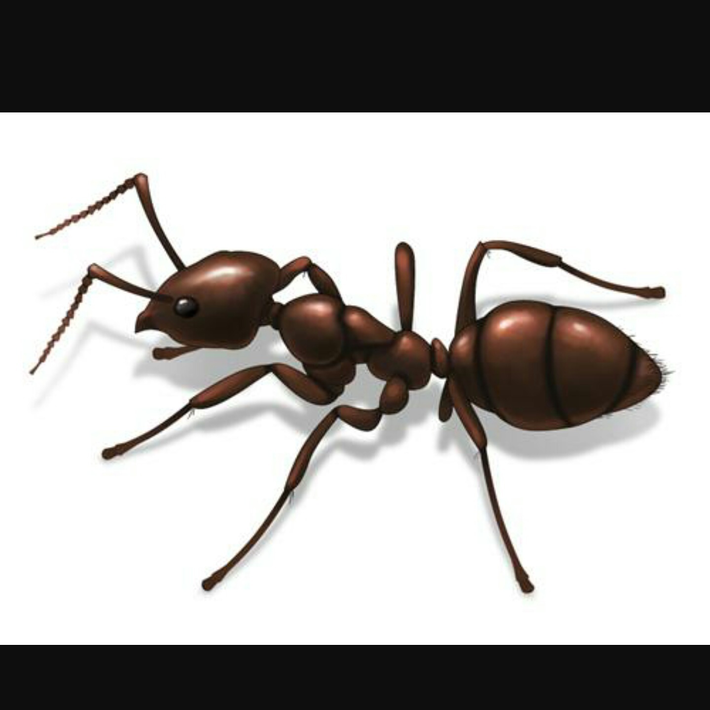 Avatar for All Pro Pest Control