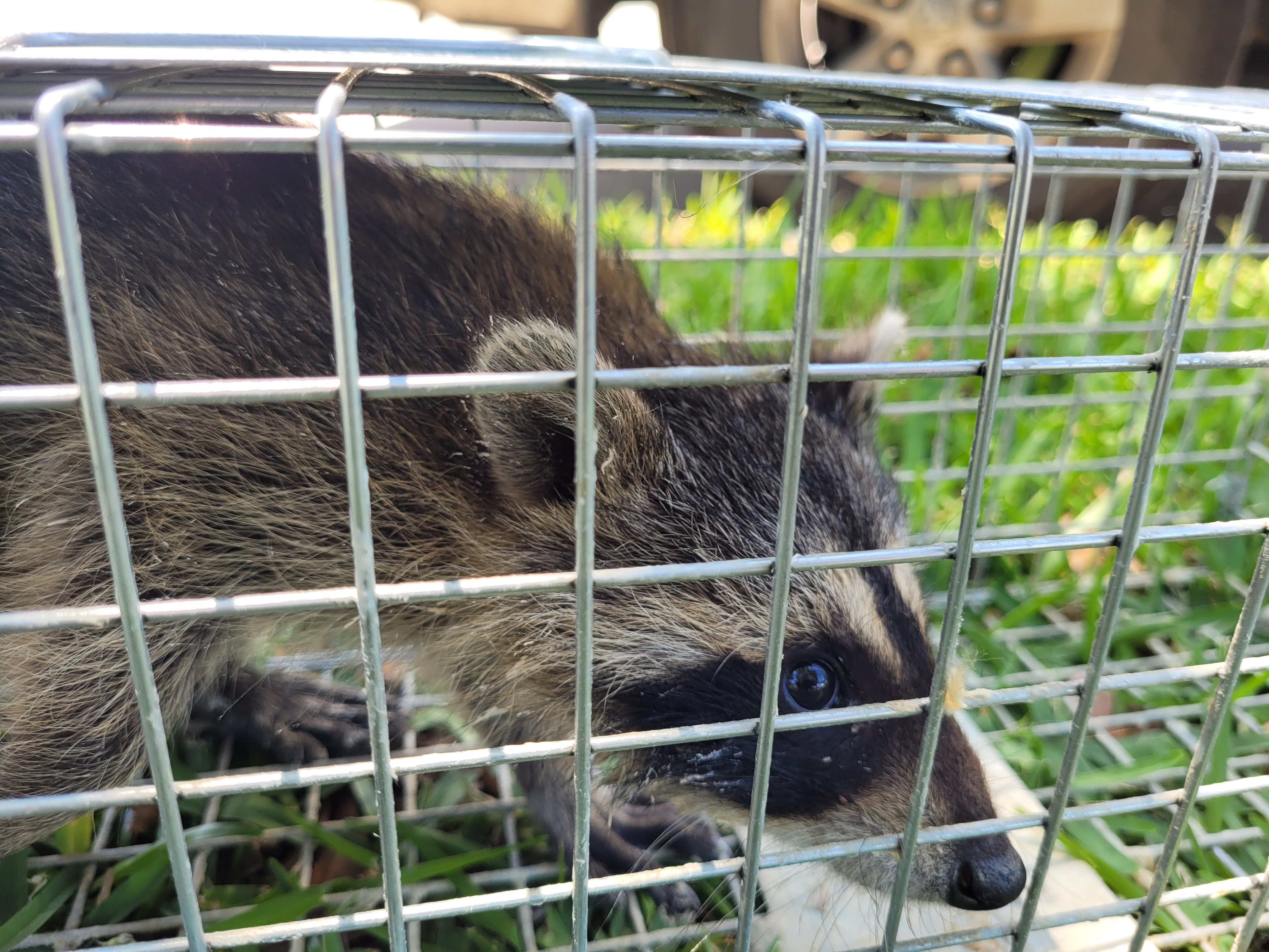 Avatar for Urban Jungle Wildlife Removal