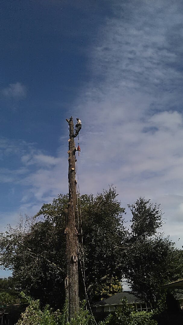 Avatar for Forever Trees Tree Service