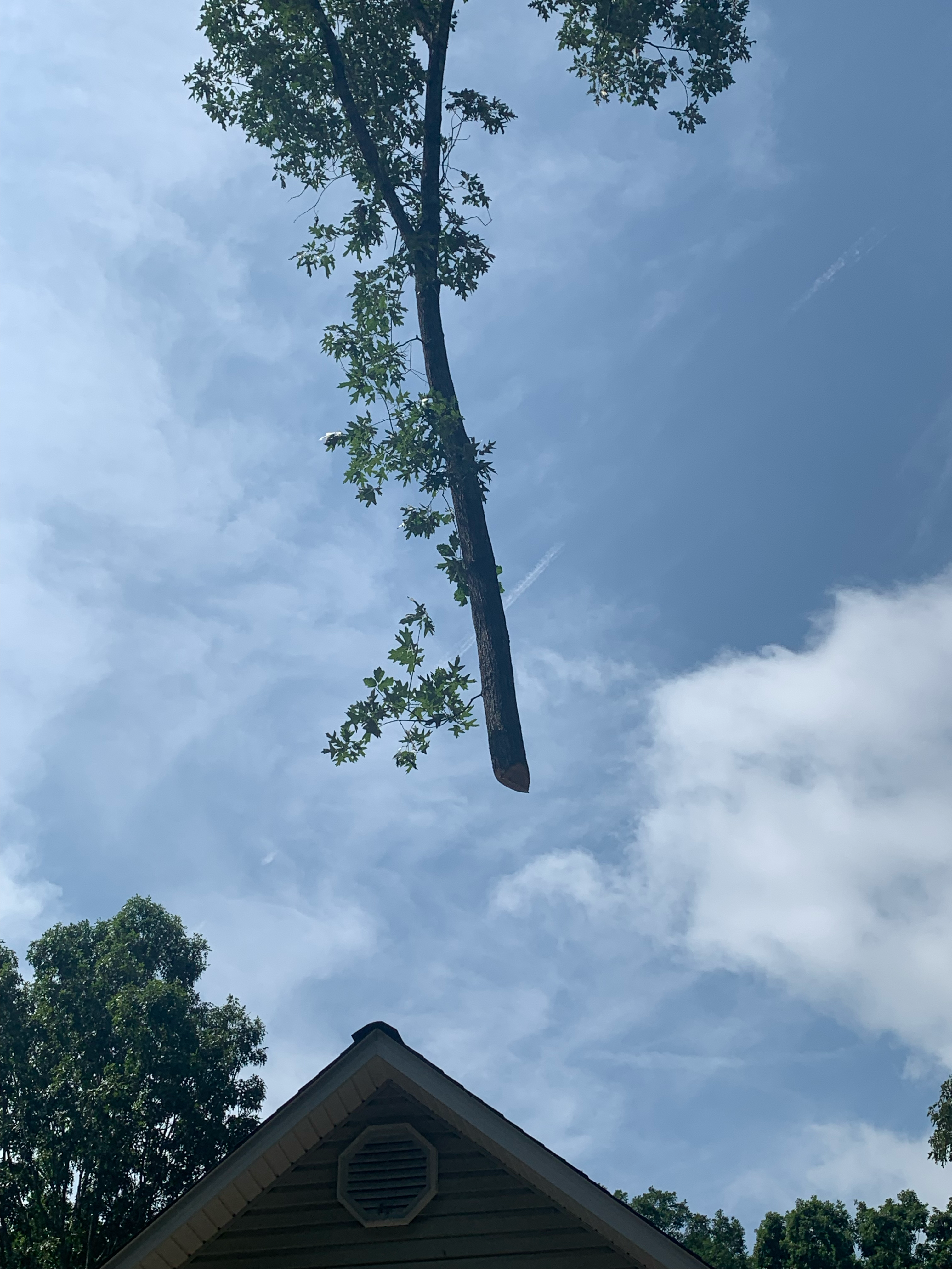 Avatar for Foothills Tree Service LLC