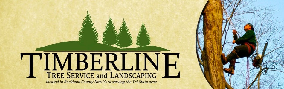Avatar for Timberline Tree Service