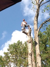 Logo for Grants Tree Service