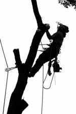 Avatar for A-Plus Tree Service