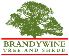 Avatar for Brandywine Tree & Shrub