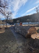 Avatar for Double Angel Tree Surgery