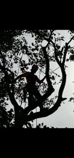 Logo for Trinity Tree Testimonial