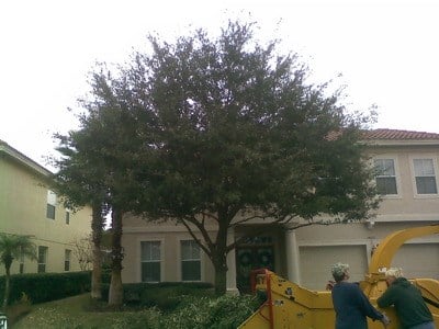 Avatar for A-Absolute Tree Services
