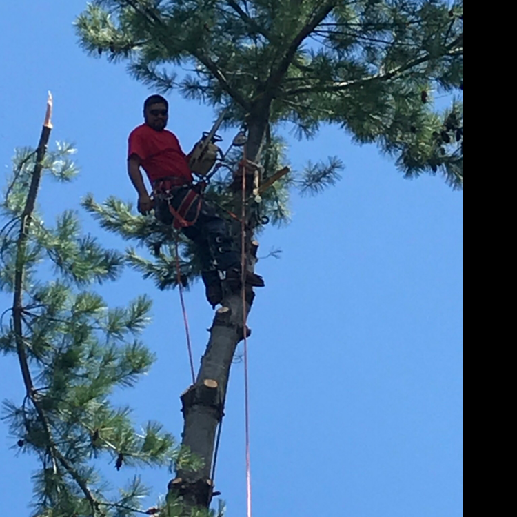 Avatar for J&M Tree and Landscaping LLC