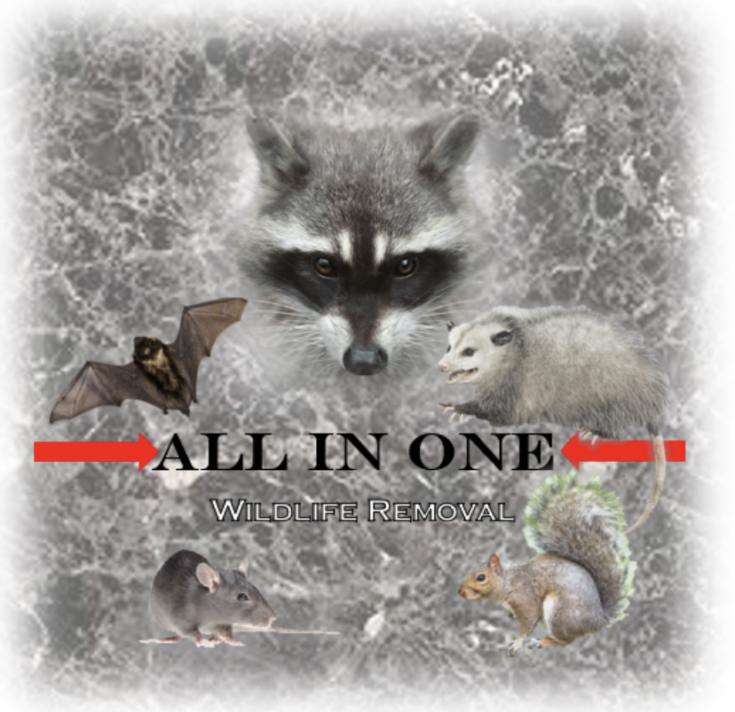 Avatar for All in One Wildlife Removal, LLC