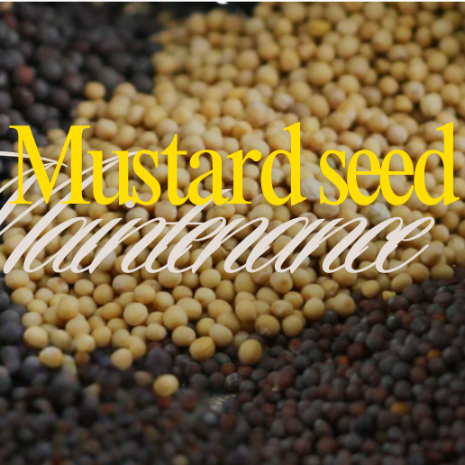 Mustard Seed Maintenance logo
