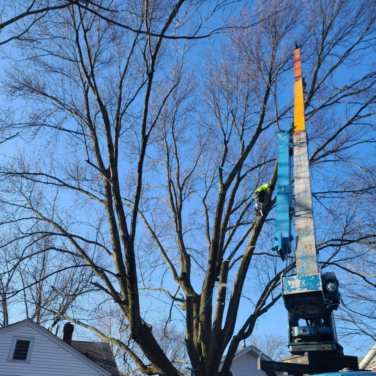 Avatar for DM Tree Service, LLC